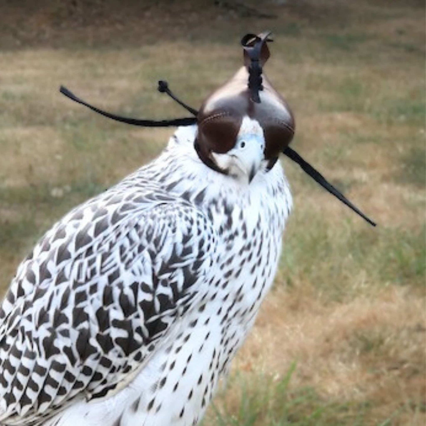 Falcon hood made of brown calf leather with a double knot top ornament on a gyrfalcon.