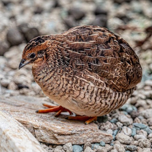 Coturnix quail standing on a natural rock surface for scale reference