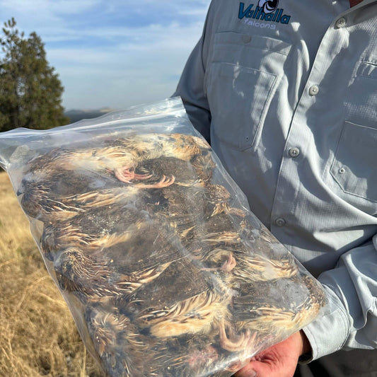 Valhalla Falcons branded frozen coturnix quail bag held by falconer in logo shirt, ready to ship