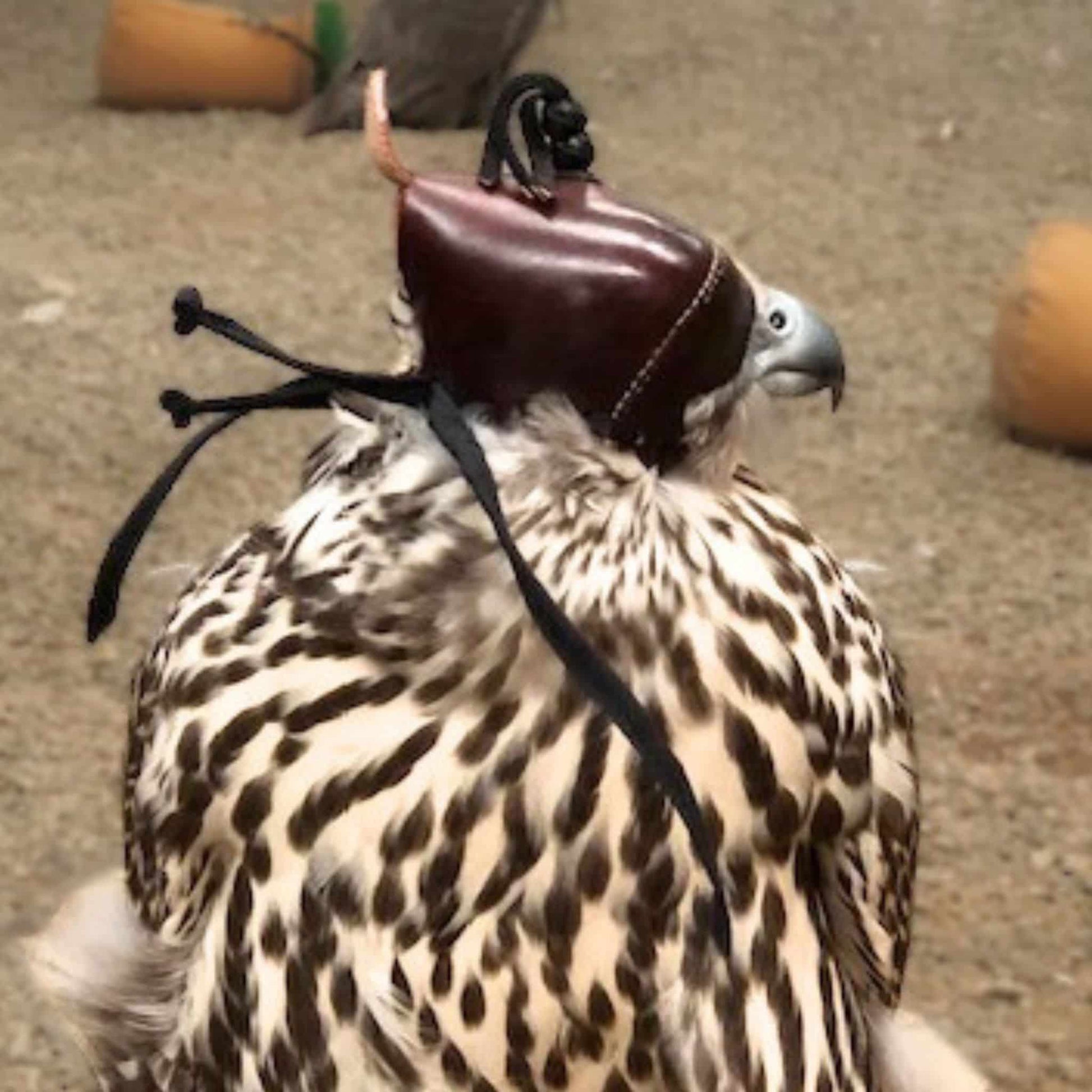 Falcon hood made of brown calf leather with a double knot top ornament on a gyrfalcon view of the back.