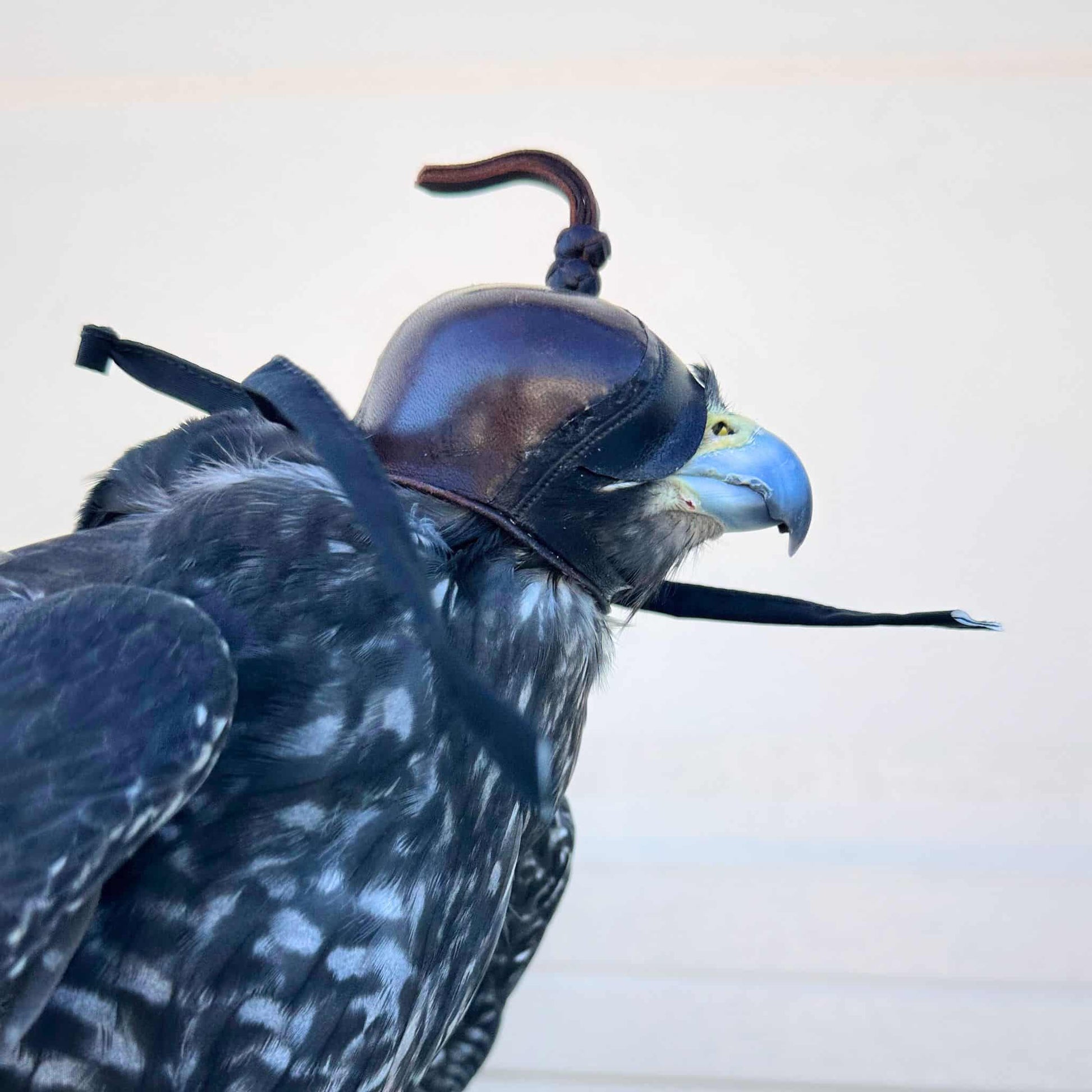 Falcon hood made of two-tone brown calf leather with a double knot top ornament on our peregrine.