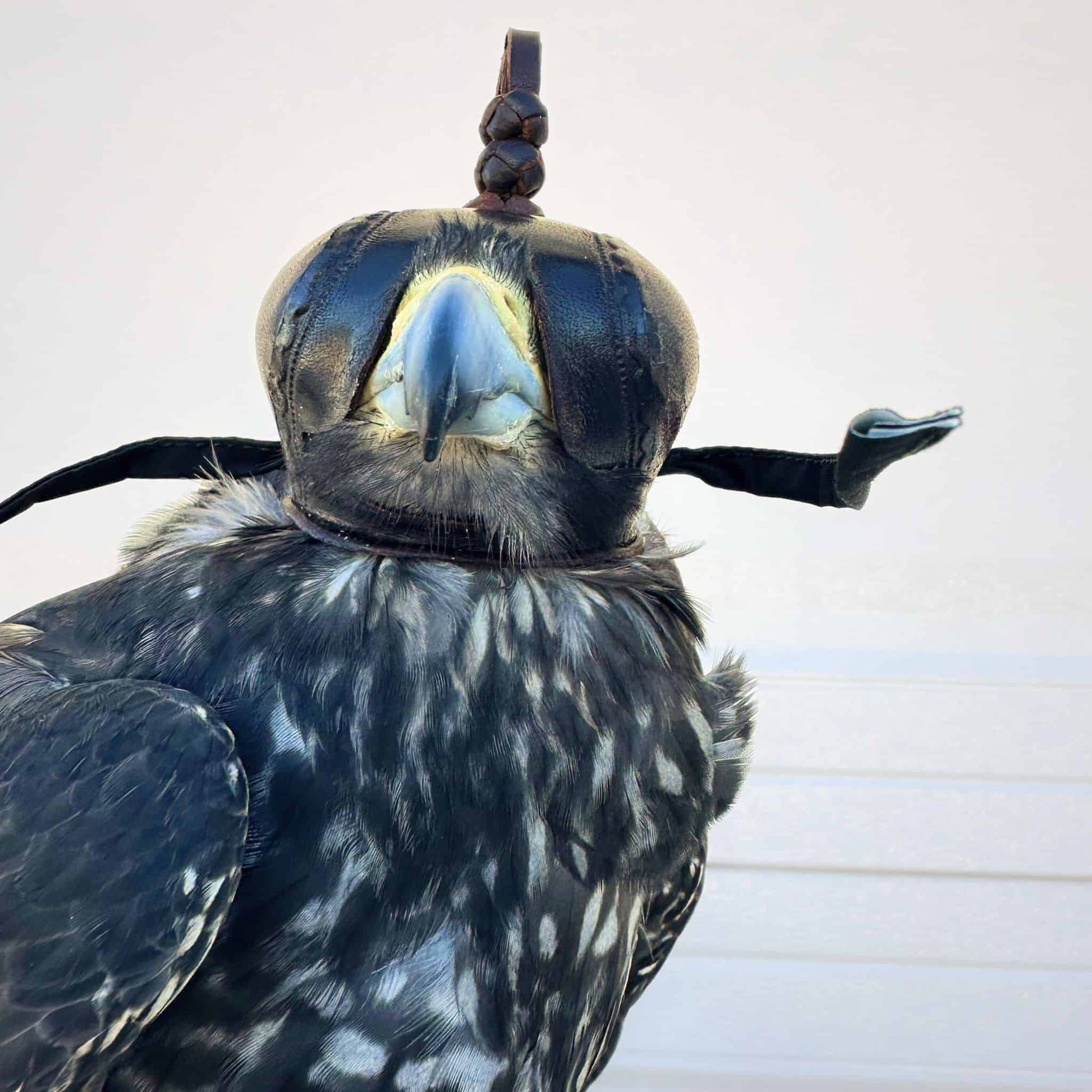 Falcon hood made of two-tone brown calf leather with a double knot top ornament on our peregrine.