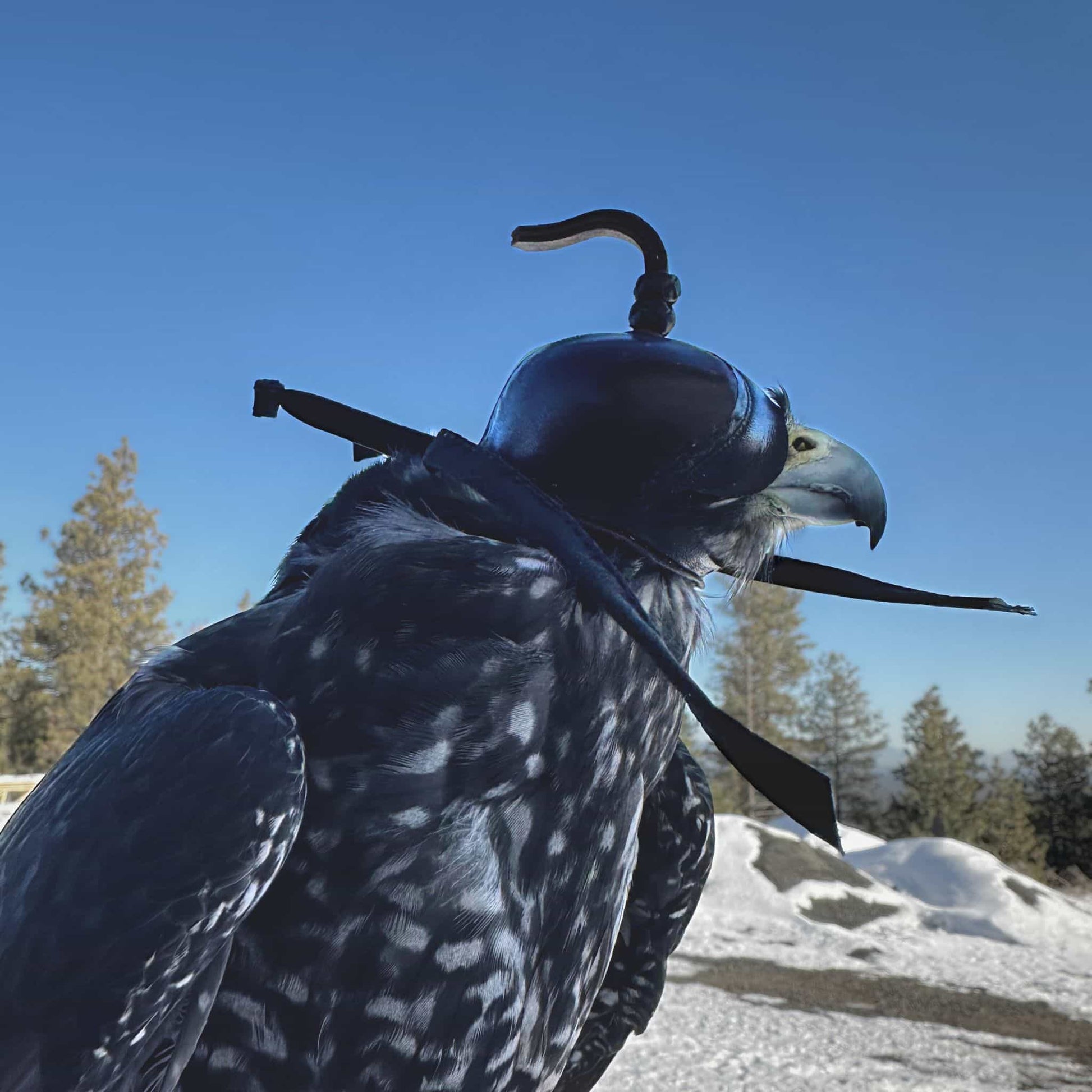 Falcon hood made of two-tone brown calf leather with a double knot top ornament on our peregrine.
