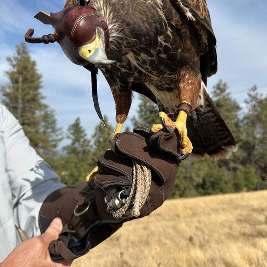 Harris hawk in a hood with talons gripping Valhalla Falcons full-cuff eagle and large hawk gauntlet handcrafted from calf leather
